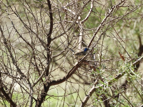 Purple-backed Fairywren