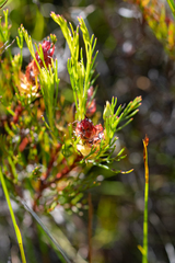 Serruria rostellaris