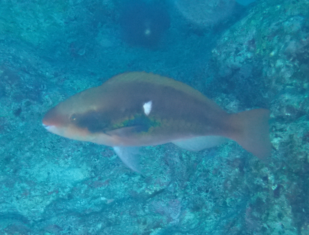 Big Belly Parrotfish