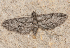 Eupithecia oxycedrata