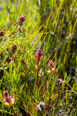 Serruria rostellaris