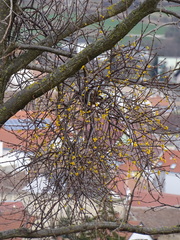 Loranthus europaeus