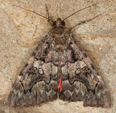 Catocala coniuncta