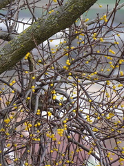 Loranthus europaeus
