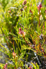 Serruria rostellaris