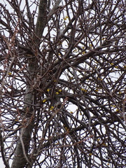 Loranthus europaeus