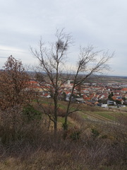 Loranthus europaeus