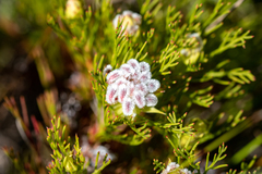 Serruria rostellaris