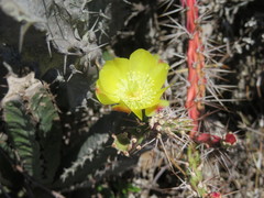 Opuntia aurantiaca