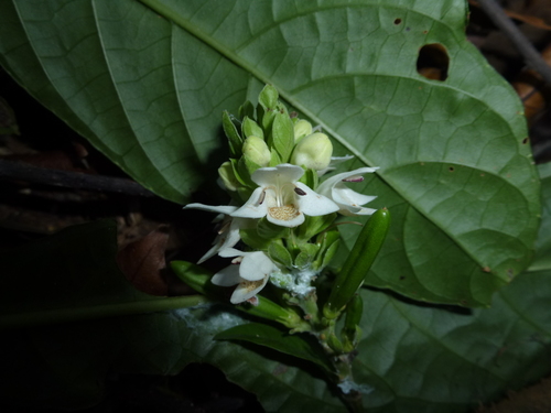 Phlogacanthus celebicus