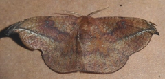 Oreta griseotincta