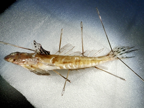 Blotchfin dragonet (Callionymus filamentosus) — Callionymidae