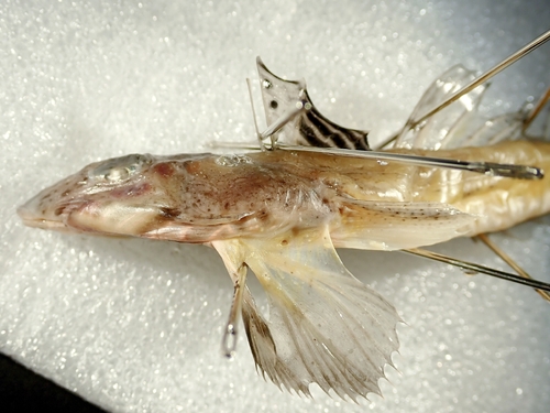 Blotchfin dragonet (Callionymus filamentosus) — Callionymidae — 3