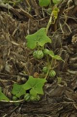 Bryonia verrucosa