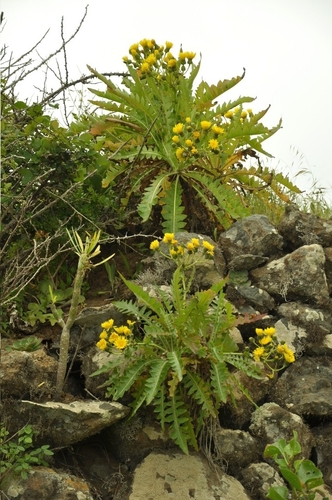 Sonchus hierrensis, photograph 5