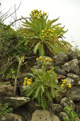 Sonchus hierrensis, photograph (c) Yokki, some rights reserved (CC BY)