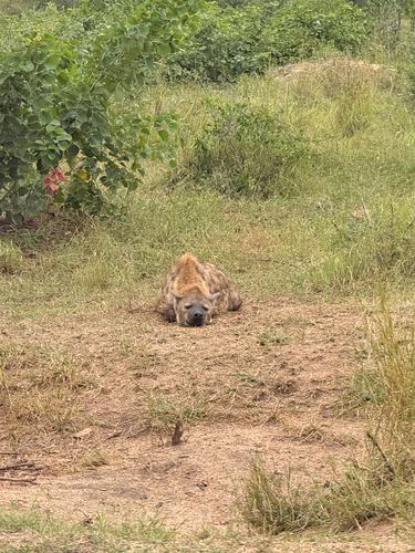 Spotted hyaena