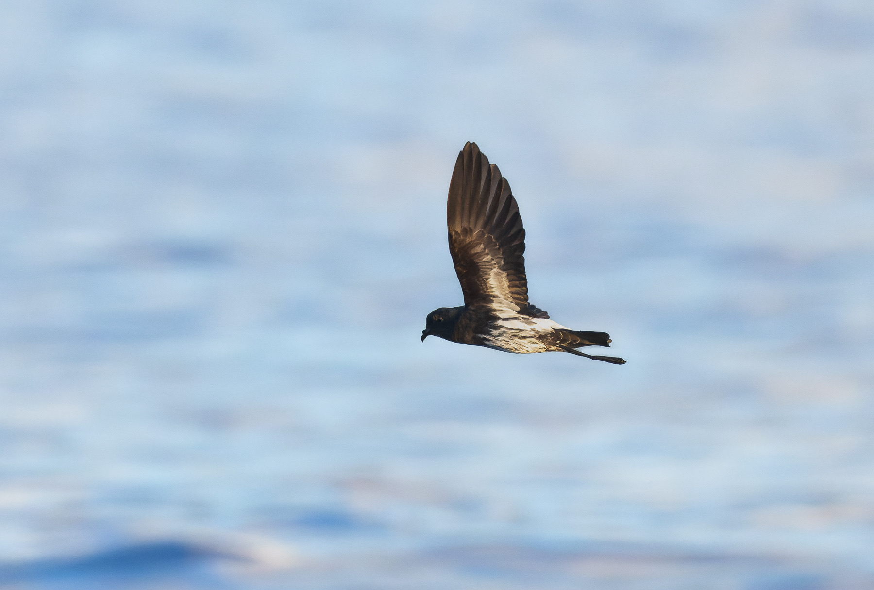 New Caledonian Storm Petrel (Fregetta lineata), photo 3