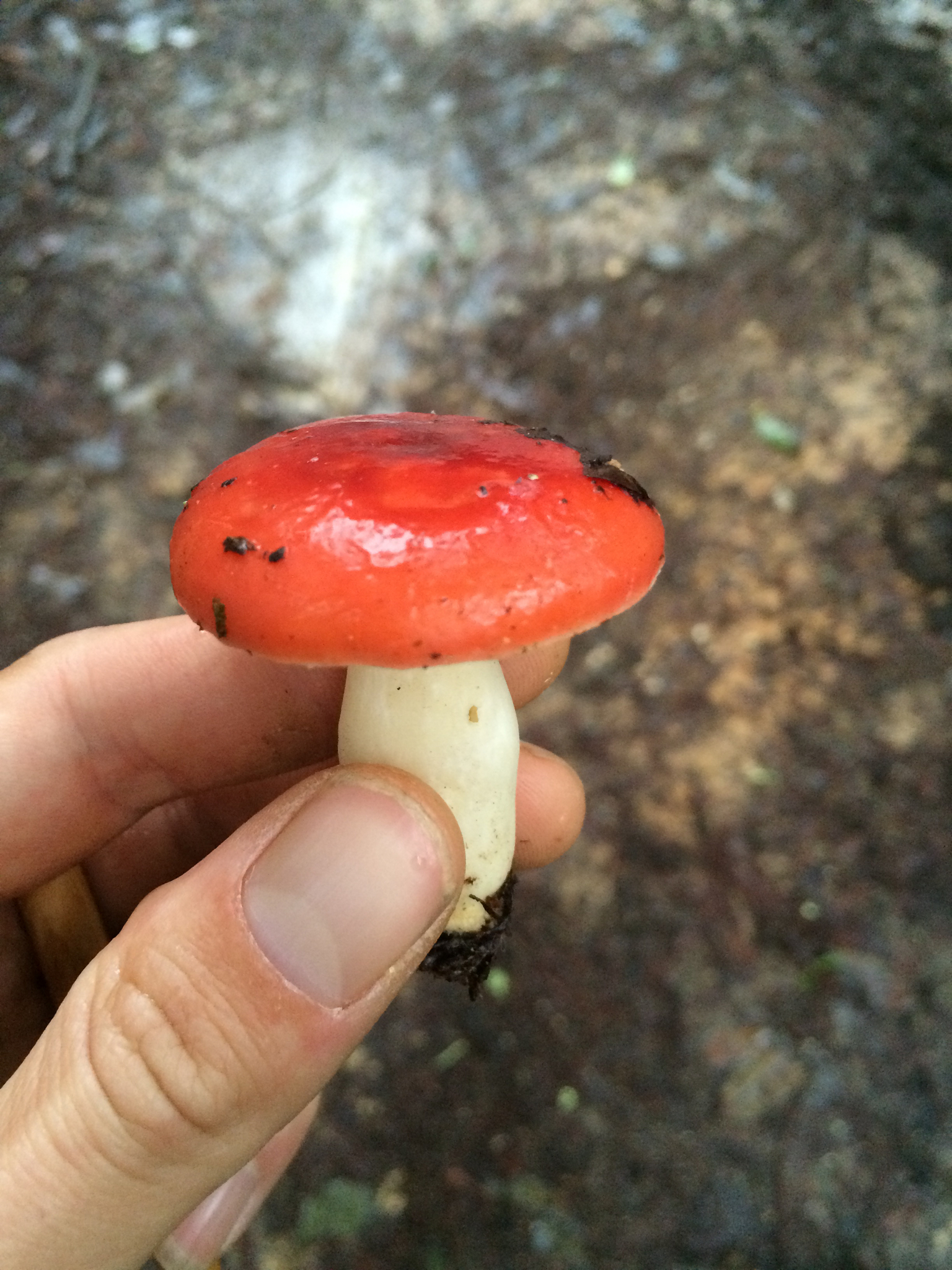 Russula cremoricolor image