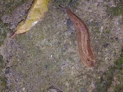 Testacella riedeli