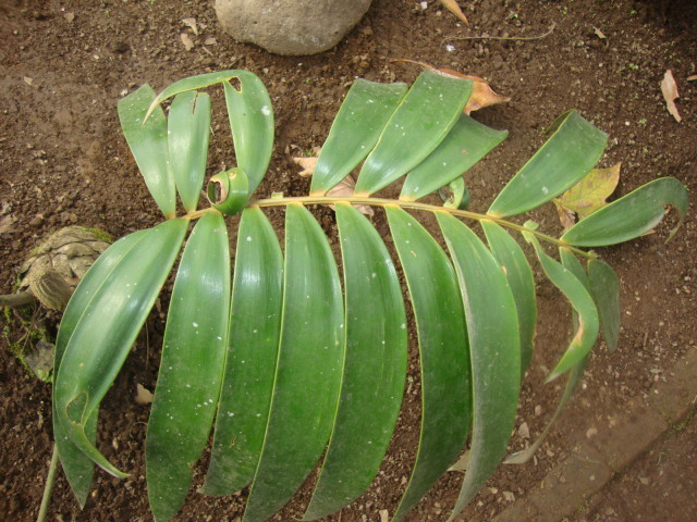 Ceratozamia decumbens