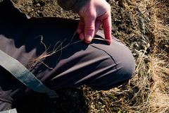Sporobolus neglectus