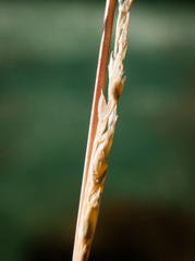 Sporobolus neglectus