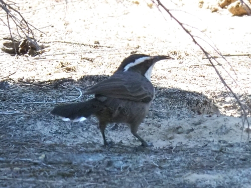 White-browed Babbler