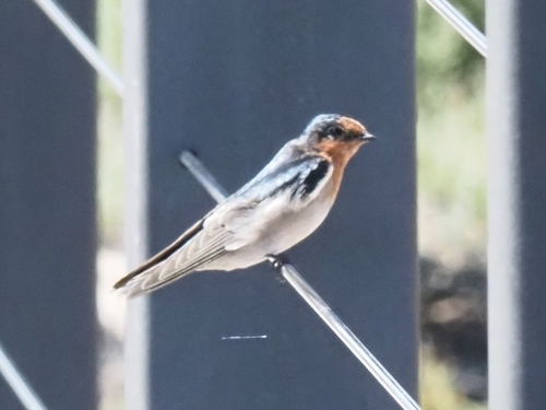 Welcome Swallow