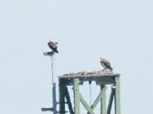 Australasian Osprey