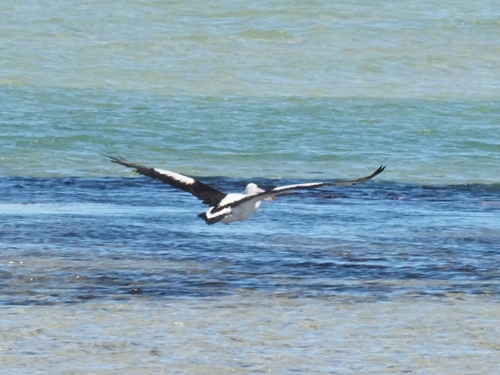 Australian Pelican