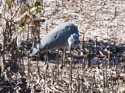 White-faced Heron
