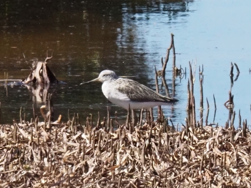 Common Greenshank