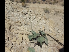 Anulocaulis leiosolenus