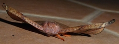 Oreta griseotincta