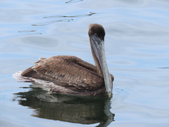 Pelecanus occidentalis