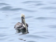 Pelecanus occidentalis