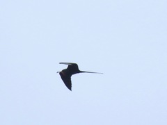 Fregata magnificens