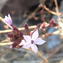 Plumbago pulchella