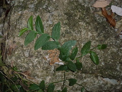 Rhaphidophora