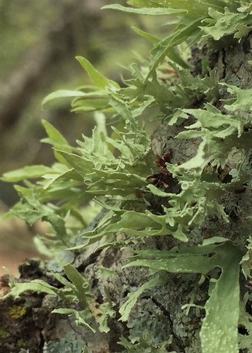 cartilage lichen