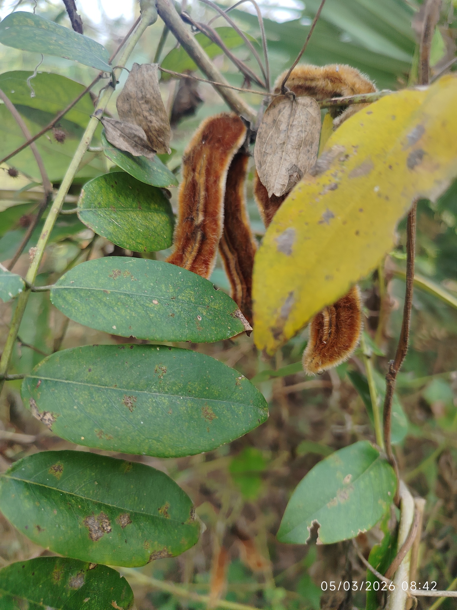 Velvet Bean (Mucuna pruriens)