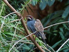 Turdus plumbeus
