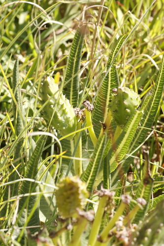 Mountain Uzura (Xysmalobium stockenstromense)