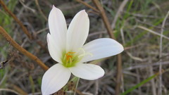 Zephyranthes mesochloa