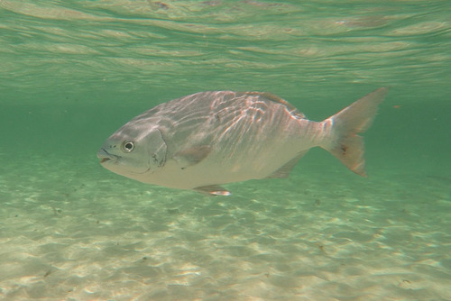 Bermuda sea chub (Kyphosus bigibbus) — Kyphosidae — 4