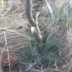 Agave salmiana salmiana