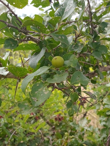 governors-plum