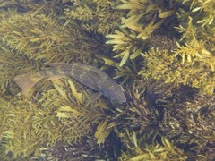 Olisthops cyanomelas