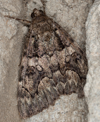 Catocala coniuncta